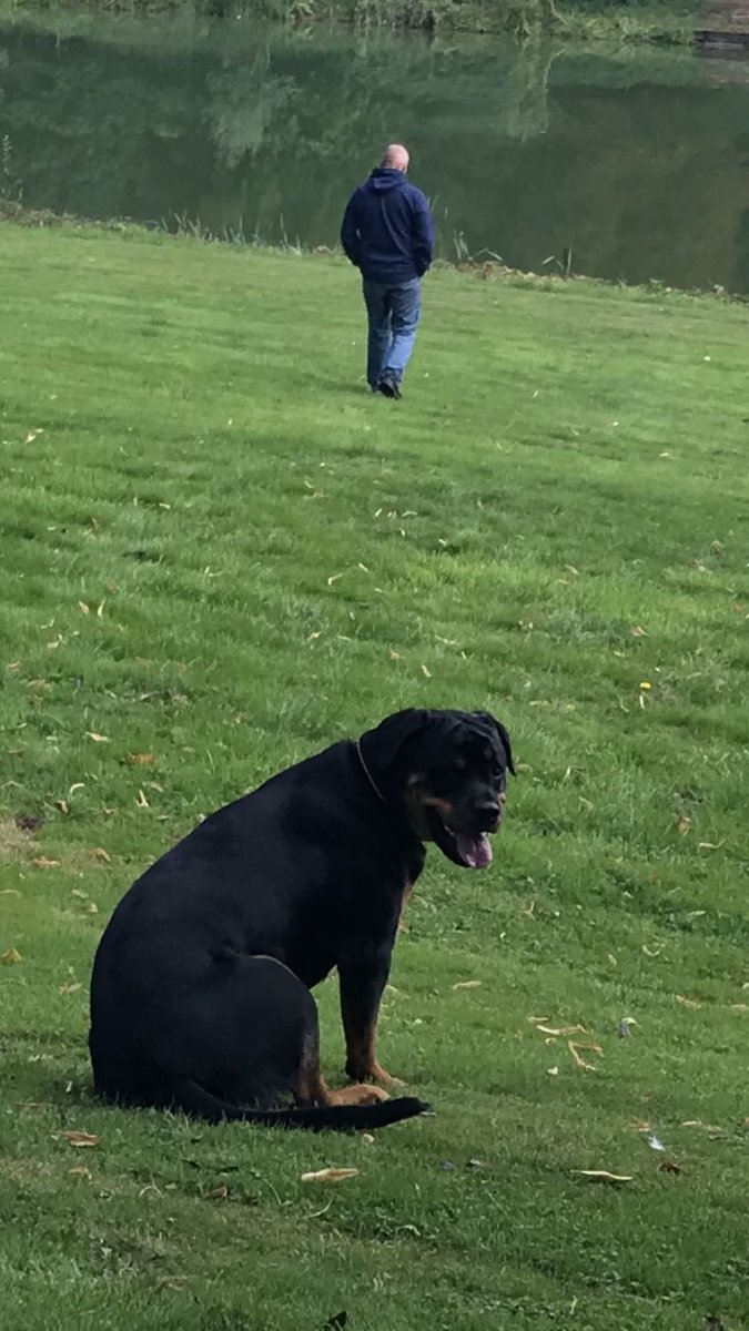 Prewster3's tweet image. Here’s ours Mabel(10 months)#trainingnonstop