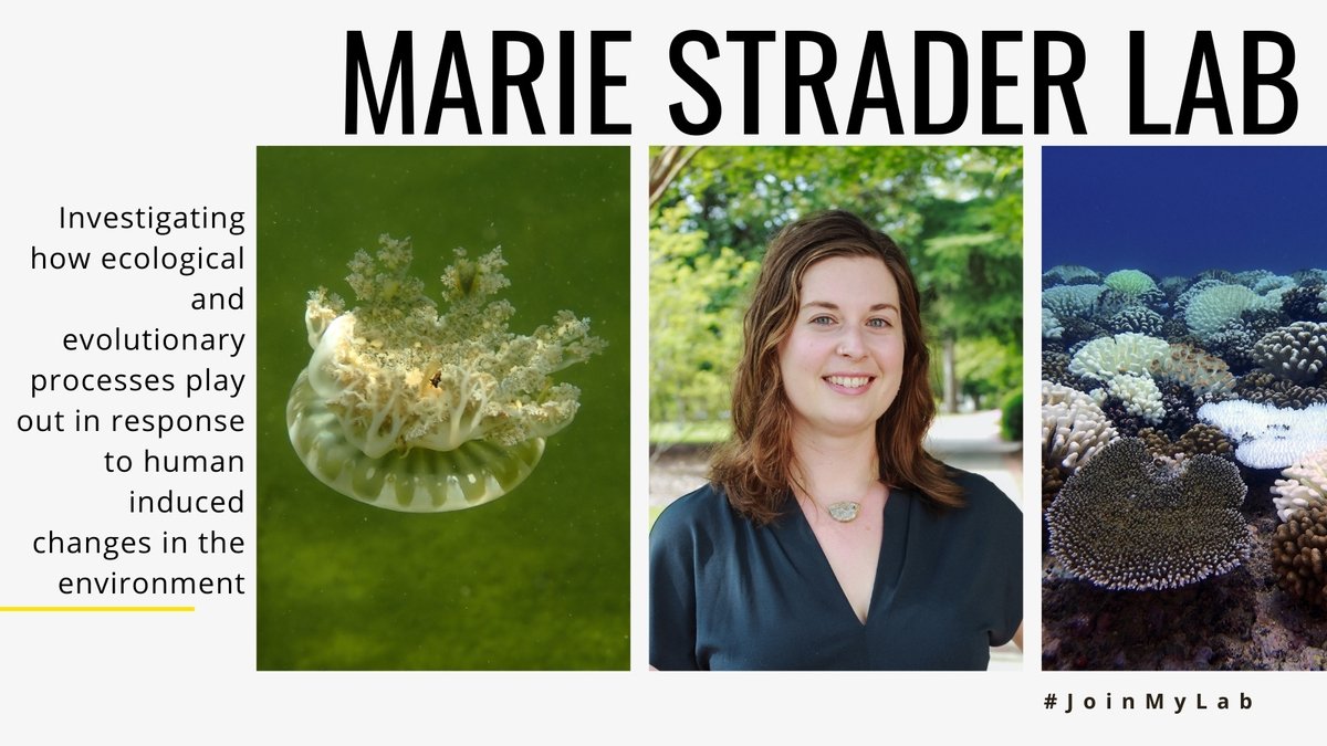 TAMU_Biology's tweet photo. The Marie Strader lab wants you to #JoinMyLab! The Strader lab is investigating how ecological and evolutionary processes play out in response to human induced changes in the environment! Learn more: https://t.co/G3DZ7K0r5X https://t.co/UVGEWlCjAE
