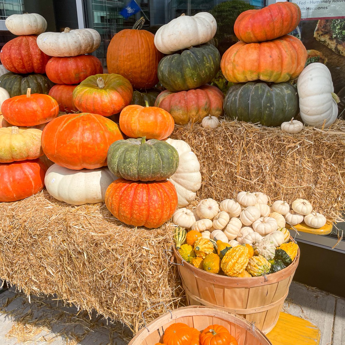 Today marks the first official day of fall!🎃🍂🍁 
Looking to get festive? Harbor Point Organics has plenty of pumpkins to decorate your home for the season.

#bltliveworkplay
#lovewhereyoulive
#stamfordct
#harborpoint
#falldecor
#fallseason