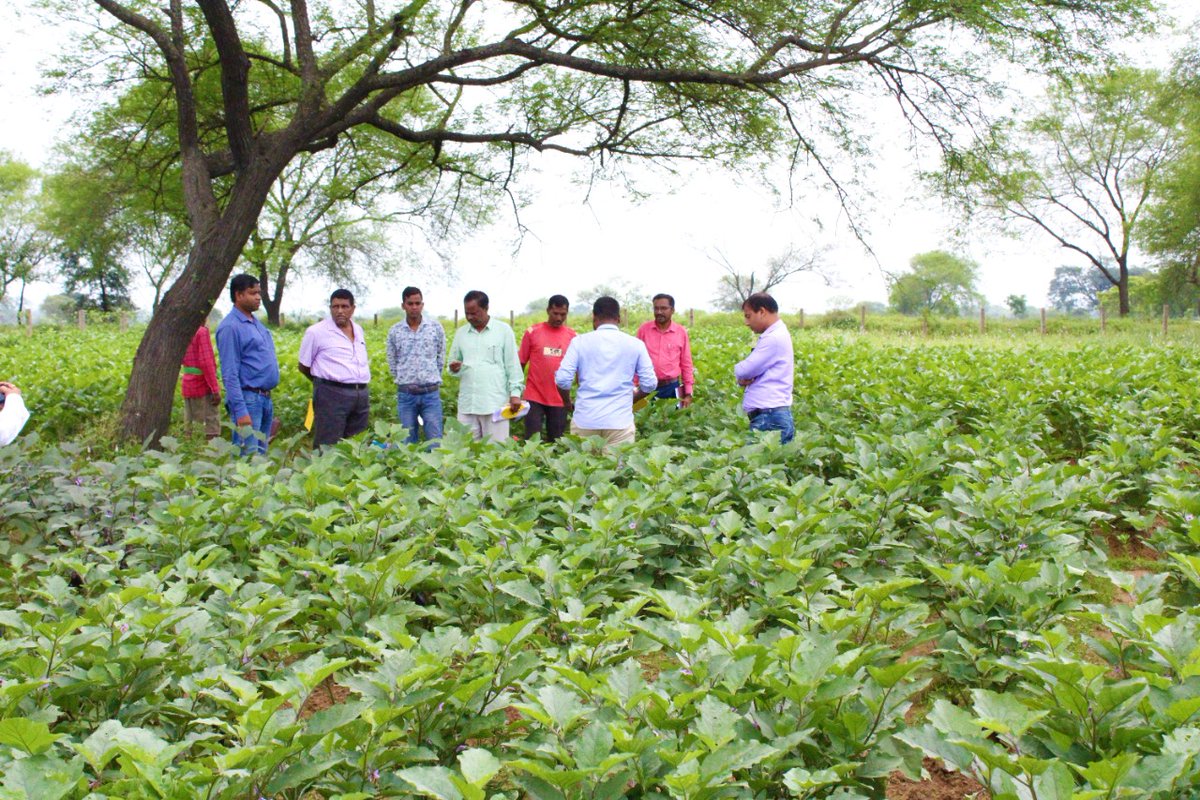 Pallivikah's tweet photo. Today NABARD consultants, ADH, DDM -NABARD, SDO and Team visited orchard area with intercrop of Jangula village under NAFCC Project, Nuapada. The RSA Pallivikash facilitated the visit of officials. https://t.co/GYS80TmsxW