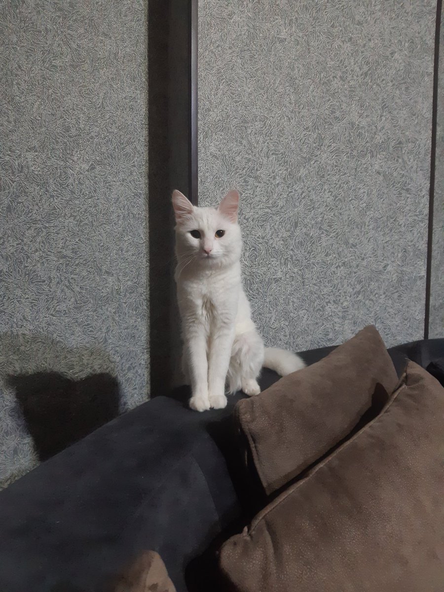 NuranPanahova's tweet photo. Pişiyim İce itib. Ağ rəngdə, angora cinsi, quyruğundakı tüklər bədənindəki tüklərdən daha uzundur.
Ayna soltanova-Dərnəgül tərəflərdə itib. Retweet edin, o tərəfdə yaşayanlardan bəlkə görən, götürən olar. https://t.co/96Bt8yZCQ9