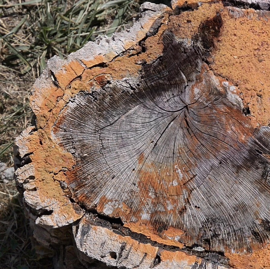 🙌🏼Revolucionando el concepto de revestimiento de madera

Gracias al delicado tratamiento de la materia prima, se consigue la máxima expresión de las texturas de la madera de roble y de pino silvestre.

🌳Volver a la esencia de la #madera salvaje, recuperada. 

Vía <a href="/MHparquets/">MH PARQUETS</a>