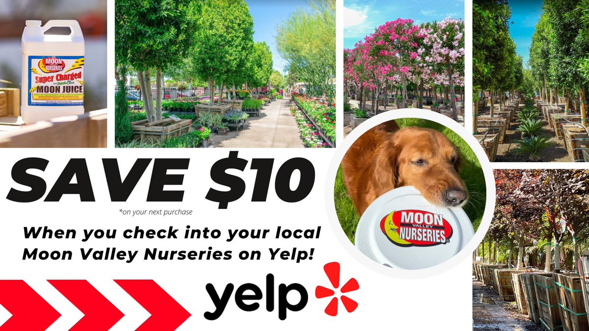 MoonValleyTrees's tweet photo. Fall into Seasonal Savings - Check into any Moon Valley Nurseries & save $10 on your next purchase!
Find the location nearest you here: https://t.co/5zi9idFQ1u
#TreeNursery #BigTreeEnergy #Fall https://t.co/fODa29Z1l8