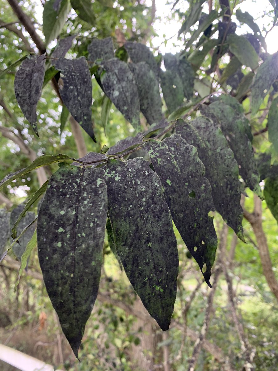 ‘Tree of Heaven’ stand getting destroyed by spotted lantern flies (that’s their favorite tree).  Interesting to see all leaves and branches turning black from this infestation.