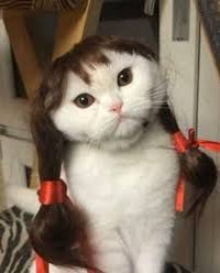 DoseOfCatto's tweet photo. You like my hair? Gee, thanks, just bought it.

#CatsOfTwitter
#Cats #Kitten #Kittens #DailyDoseOfCatto #DoseOfCatto https://t.co/4oCi2K3mdC