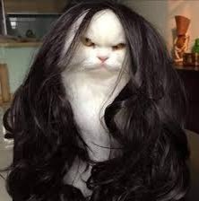 DoseOfCatto's tweet photo. You like my hair? Gee, thanks, just bought it.

#CatsOfTwitter
#Cats #Kitten #Kittens #DailyDoseOfCatto #DoseOfCatto https://t.co/4oCi2K3mdC