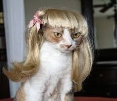 DoseOfCatto's tweet photo. You like my hair? Gee, thanks, just bought it.

#CatsOfTwitter
#Cats #Kitten #Kittens #DailyDoseOfCatto #DoseOfCatto https://t.co/4oCi2K3mdC