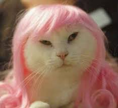 DoseOfCatto's tweet photo. You like my hair? Gee, thanks, just bought it.

#CatsOfTwitter
#Cats #Kitten #Kittens #DailyDoseOfCatto #DoseOfCatto https://t.co/4oCi2K3mdC