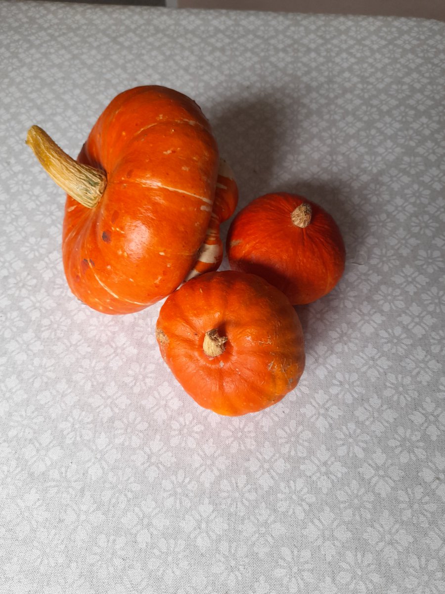 Dr. Hannah Susorney tweet media