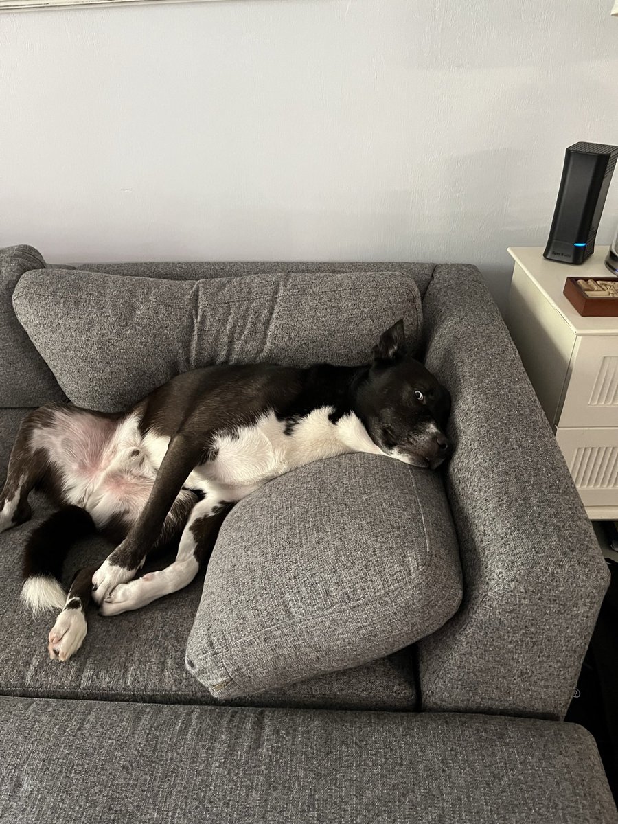 Charisse27's tweet photo. @des_linden Our dogs 🤝 Getting too comfy in zoom backgrounds https://t.co/5cvXMFiGTC