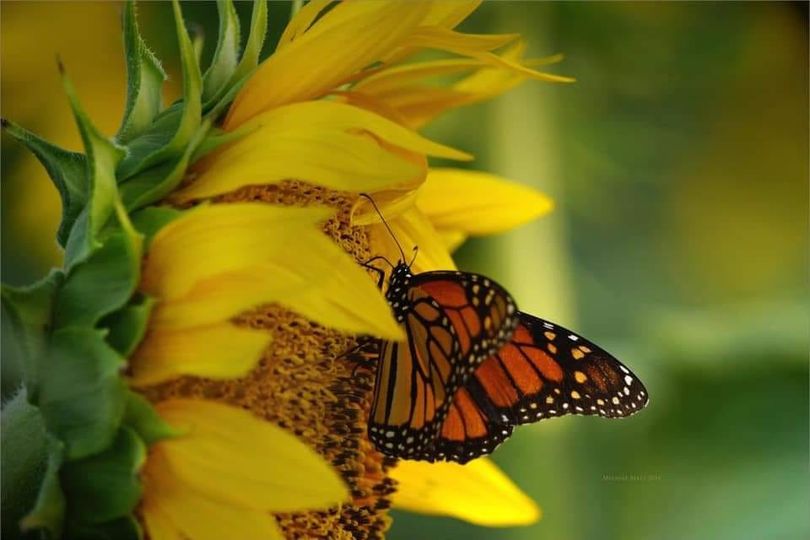 Proverbs___2's tweet image. I will raise my eyes to the mountains;
From where will my help come?
My help comes from the Lord,
Who made heaven and earth.
-Psalm 121:1-2