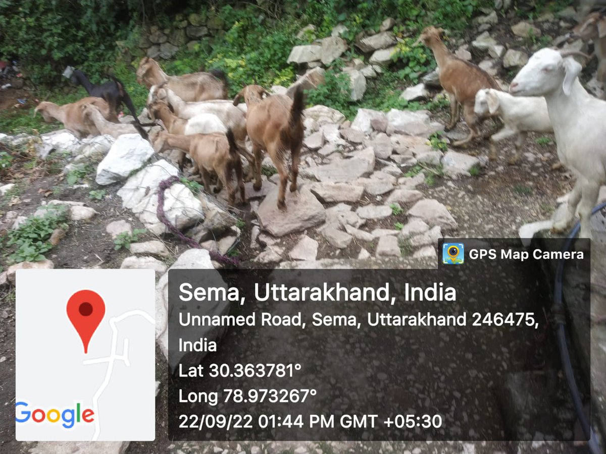 fiurudraprayag's tweet photo. ग्राम क्यूंजा, महरगांव तथा क्यार्क में परियोजना के माध्यम से लाभार्थियों को 30 स्वस्थ बकरियों का वितरण किया गया! #GoatsDistribution
#NCDC #UKCDP_USGCF @Dept_of_AHD @pashudhanUK @Saurabh1378 @basava_ias @mdusgcf @aviddn @Uttarakhandcoo1 @mdncd @SANJAYK47559742 https://t.co/xSsqCfIzDW