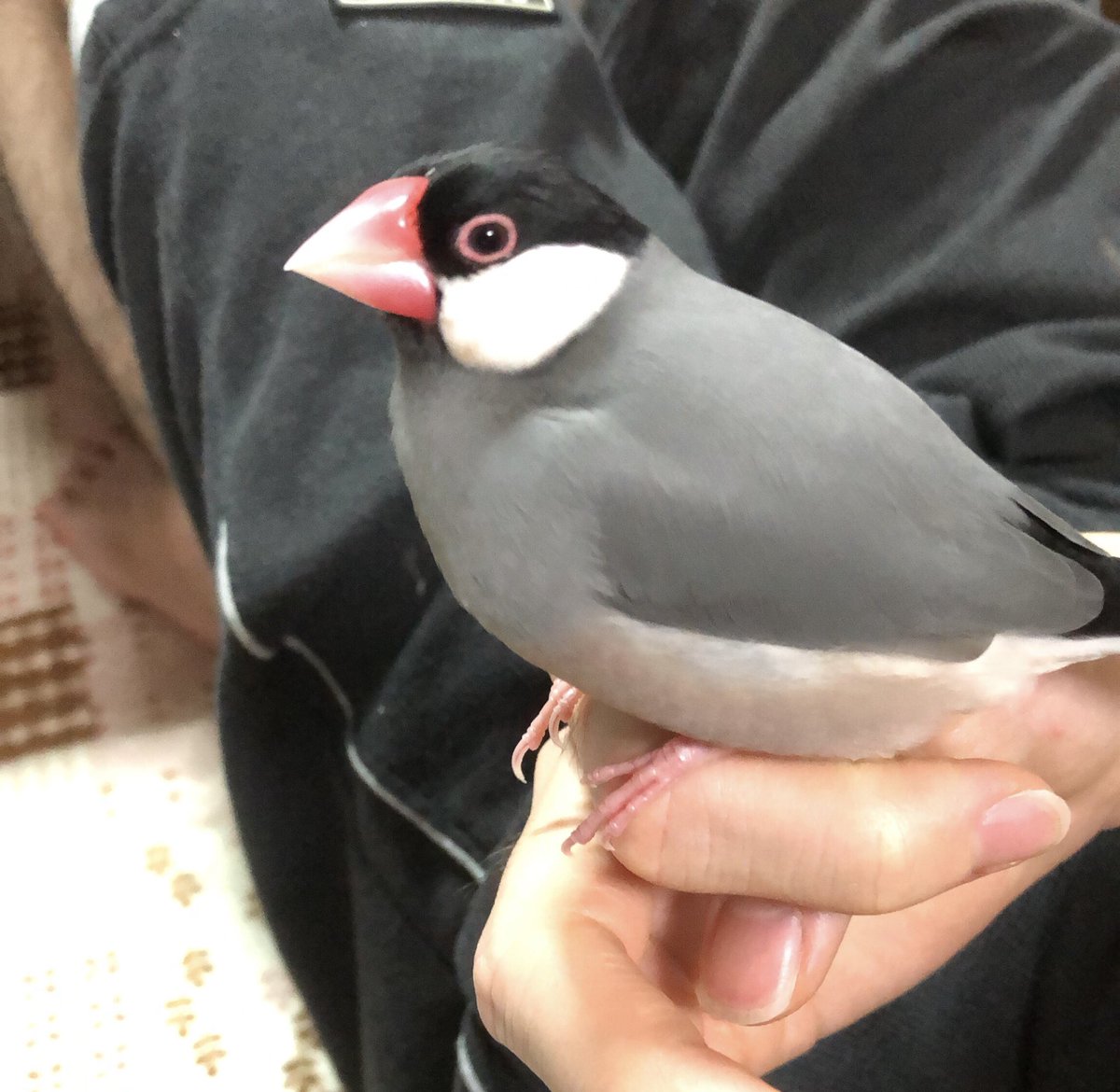 127mu_chan's tweet photo. 家族のかわりにツイートします。
実家の桜文鳥のぴーすけが
2022年9月22日お昼頃逃げてしまいました、
埼玉県新座市片山付近です。
台風もくるのでとても心配です、
保護してくれた方や目撃情報ありましたら連絡お願いします。
リツイート拡散お願いします
#文鳥迷子　#文鳥保護　#埼玉県新座市 https://t.co/uj3neXtgVM