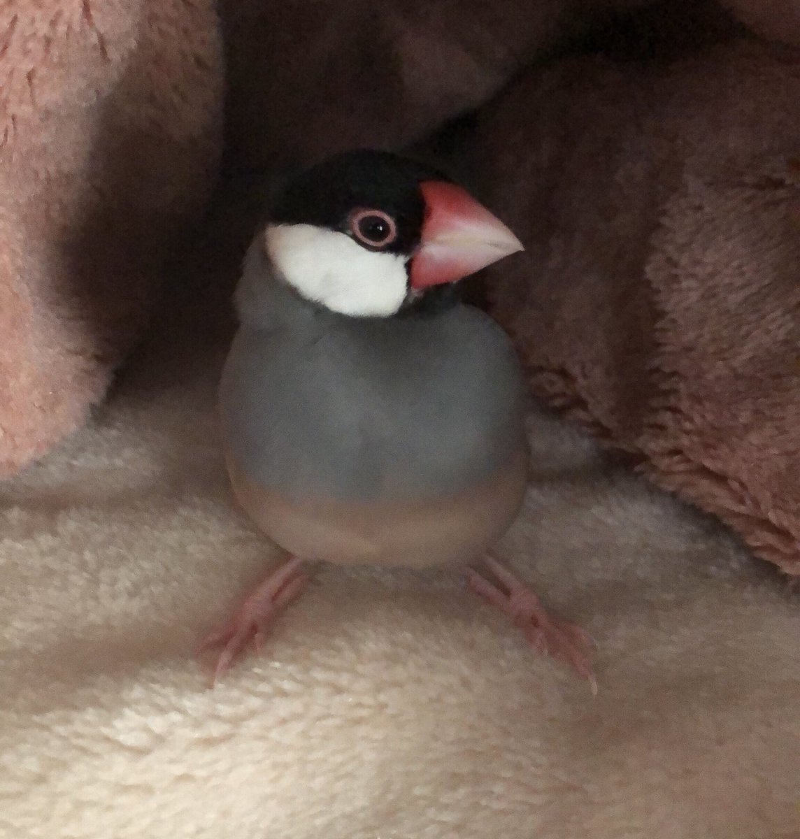 127mu_chan's tweet photo. 家族のかわりにツイートします。
実家の桜文鳥のぴーすけが
2022年9月22日お昼頃逃げてしまいました、
埼玉県新座市片山付近です。
台風もくるのでとても心配です、
保護してくれた方や目撃情報ありましたら連絡お願いします。
リツイート拡散お願いします
#文鳥迷子　#文鳥保護　#埼玉県新座市 https://t.co/uj3neXtgVM