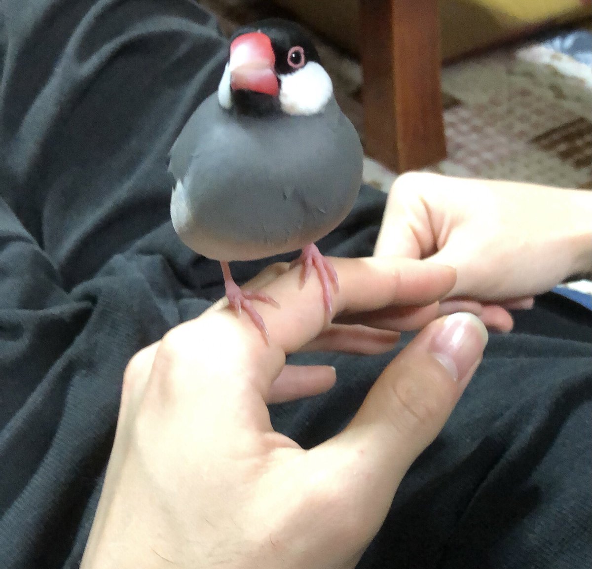 127mu_chan's tweet photo. 家族のかわりにツイートします。
実家の桜文鳥のぴーすけが
2022年9月22日お昼頃逃げてしまいました、
埼玉県新座市片山付近です。
台風もくるのでとても心配です、
保護してくれた方や目撃情報ありましたら連絡お願いします。
リツイート拡散お願いします
#文鳥迷子　#文鳥保護　#埼玉県新座市 https://t.co/uj3neXtgVM