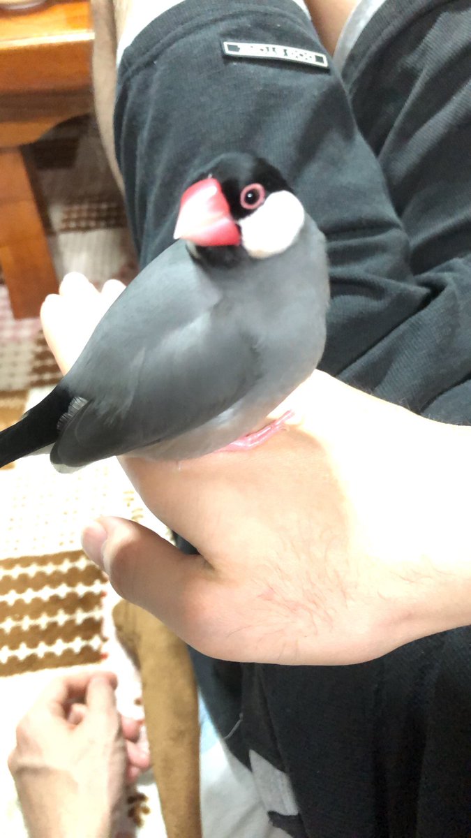 127mu_chan's tweet photo. 家族のかわりにツイートします。
実家の桜文鳥のぴーすけが
2022年9月22日お昼頃逃げてしまいました、
埼玉県新座市片山付近です。
台風もくるのでとても心配です、
保護してくれた方や目撃情報ありましたら連絡お願いします。
リツイート拡散お願いします
#文鳥迷子　#文鳥保護　#埼玉県新座市 https://t.co/uj3neXtgVM