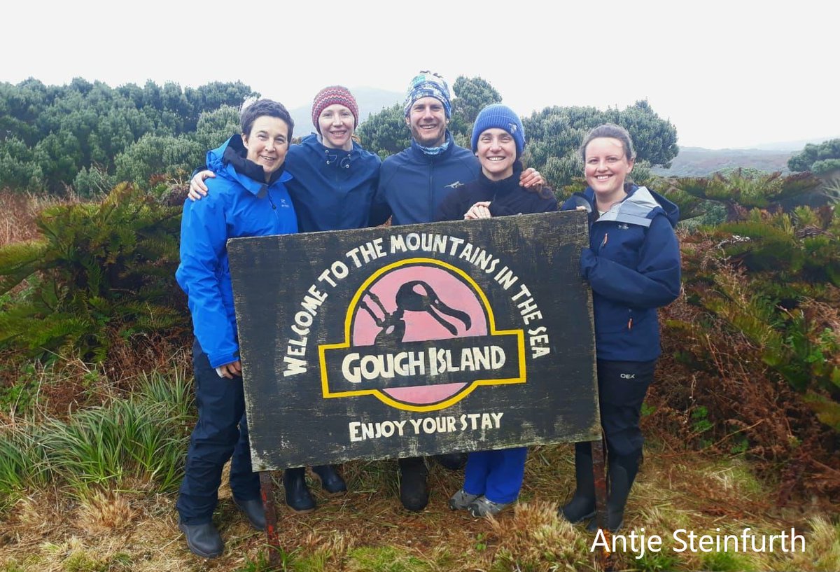 Goodbye & THANK YOU Kim, Von & Roelf- now home after 2yrs on #Gough. We’re so grateful for all they gave to GIRP. Welcome Lucy & Bekah who now pick up the all-important monitoring work. Top of their list the #Tristanalbatross #breedingsuccess count! More when final numbers are in