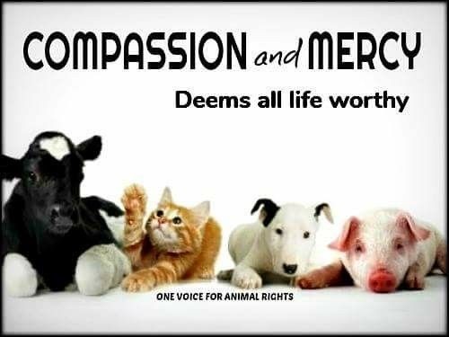 FearOfTheDuck74's tweet photo. One voice for #animalrights #VeganForTheAnimals 💚 #compassion #empathy 🐮😺🐶🐷🐔🐟Big or small love them All 🙏🏽 please never walk away from an animal in need. Also please #AdoptDontBuy please don't gift animals..they are a big responsibility  require attention, care &amp; vet bills https://t.co/CcevUCIzLR
