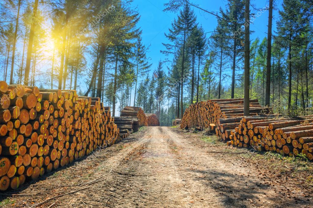 Hawaiian Electric Industries (HEI) Buys Tree-Burning Biomass Generator

ililani.media/2022/09/hawaii…