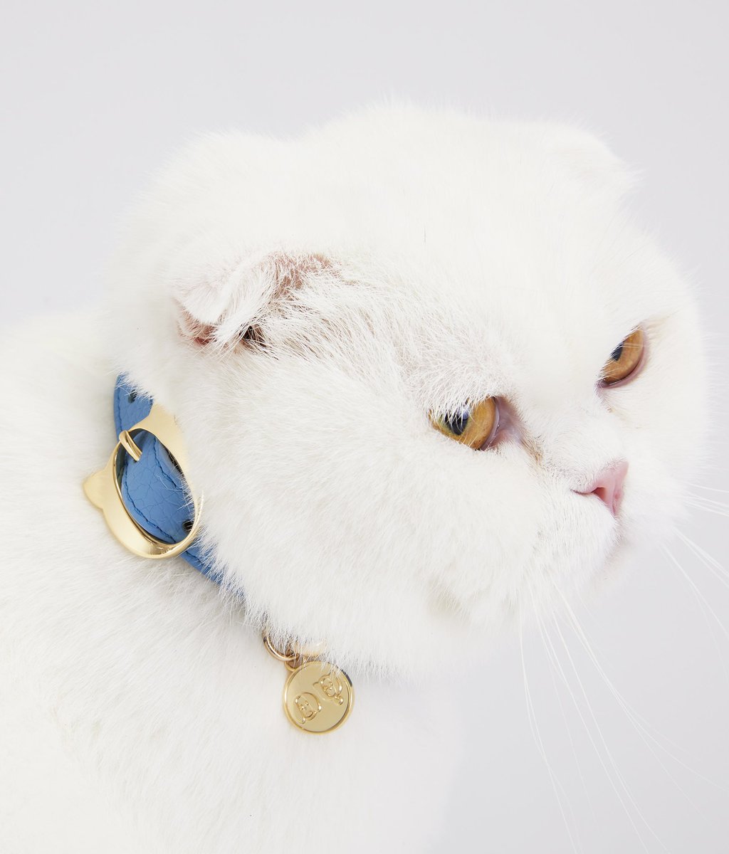 Moshiqaland's tweet photo. Highlight those fluffy cheeks with Moshiqa’s upscaled cat collars 😻

#letsmoshiqa #moshiqa #petfashion #catfashion #dogfashion #celebratetheloveofpets #moshiqacollar #catcollar #catlovers #CatsOfTwitter https://t.co/VKyvi7GAUy