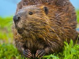Beavers build dams, their front teeth don't stop growing, their bottoms smell of vanilla & they can hold their breath underwater for 15 minutes! Giant beavers existed in the Ice Age and they slap their tails on the water to warn family members of danger!
#NatureTimeWithMissy