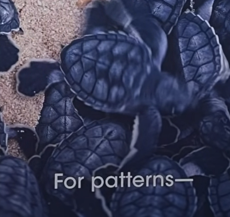 MrKSDyck's tweet photo. Grade 5/6s @PortWellerPS #Analysing #Patterns in @aprilpsayre's #ThankYouEarth book. #ScienceLiteracyWeek #MIsForMathematics #MathInNature #MathIsEverywhere @MrJThorpe https://t.co/QQHwW1tRU6