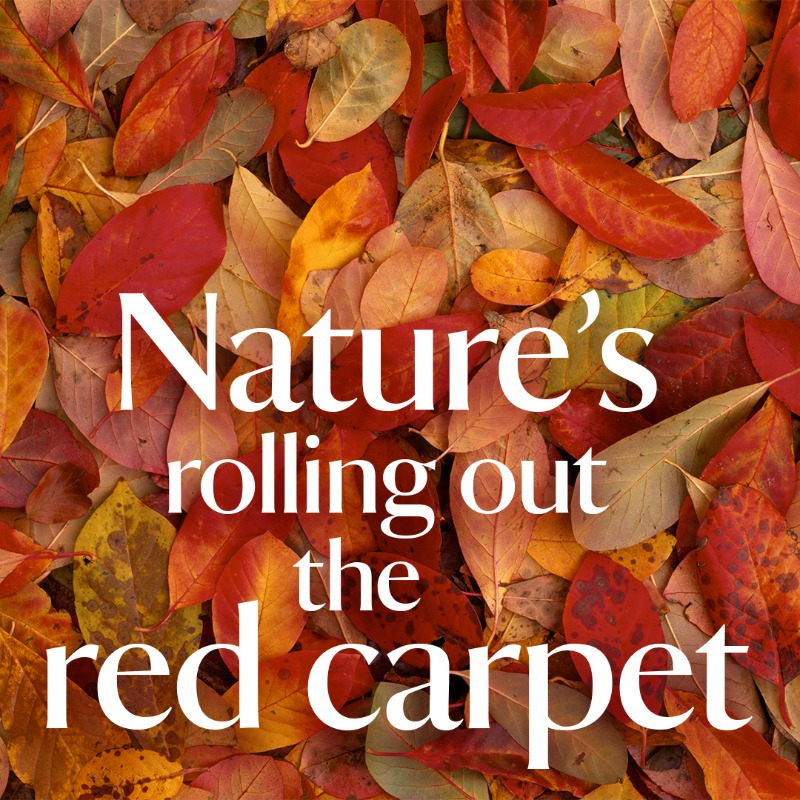 Vivid colours, gentle light and the crunch of leaves underfoot. Share your photos of autumn's wonder with #EveryoneNeedsNature