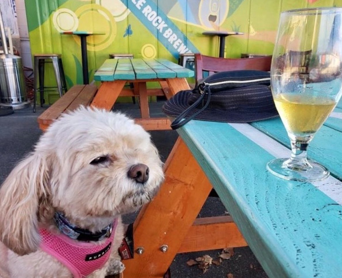 Grab your pup then grab a brew at @eaglerockbrew! Enjoy your beverage and furry friend in the sun! #ShopSmall #ShopLocal #SupportSmallBusinesses