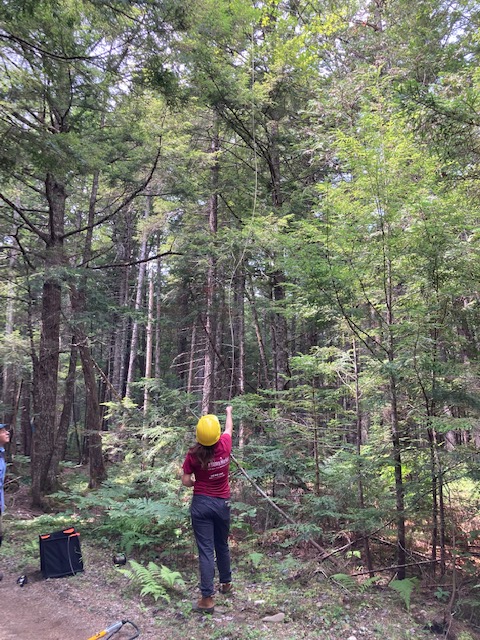 Wason Lab tweet media