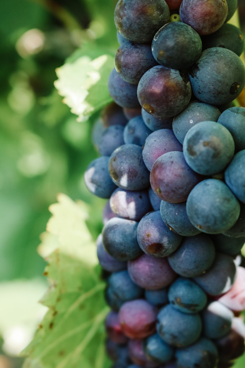 We're gearing up to start harvesting this week!  Pictured here, our Marquette grapes looking ripe &amp; juicy 🍇#harvest #wine #winecountryontario #DiscoverON #vqa #ontario #canada