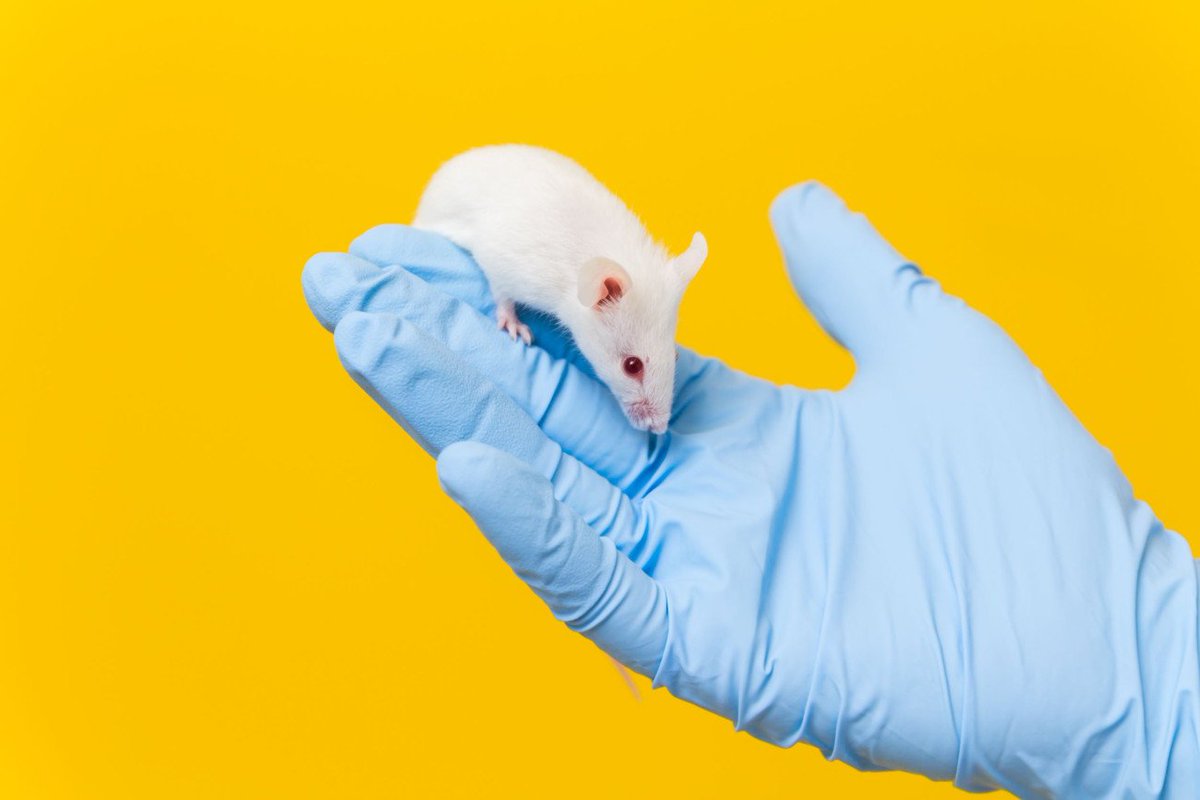 NC3Rs's tweet photo. Discover how to:
✅ Improve preclinical injections in rodents
✅ Minimise loss of injectate
✅ Use new needles for each animal in minimal time
✅ Eliminate dead space to facilitate high-accuracy dosing
Webinar: Wednesday 12 October, 14.00 – 15.00 (BST). https://t.co/hL9poTX3Dr https://t.co/fDWZkLGtbY
