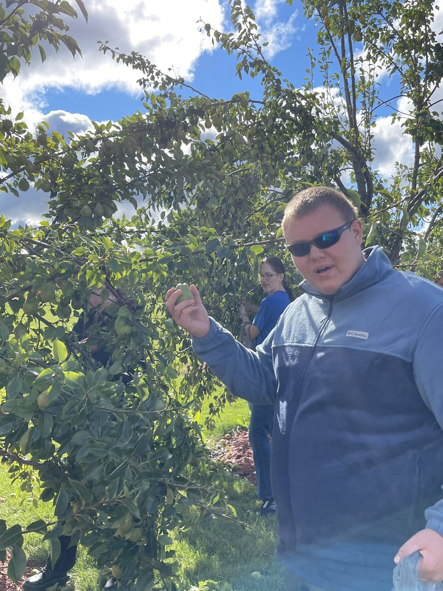 MrsZipperer's tweet photo. Today we went pear picking.  Next these students need to figure out what we are going to do with ALL these pears.  #reedsvillesd #farmtotable https://t.co/wWRjpHdQu3