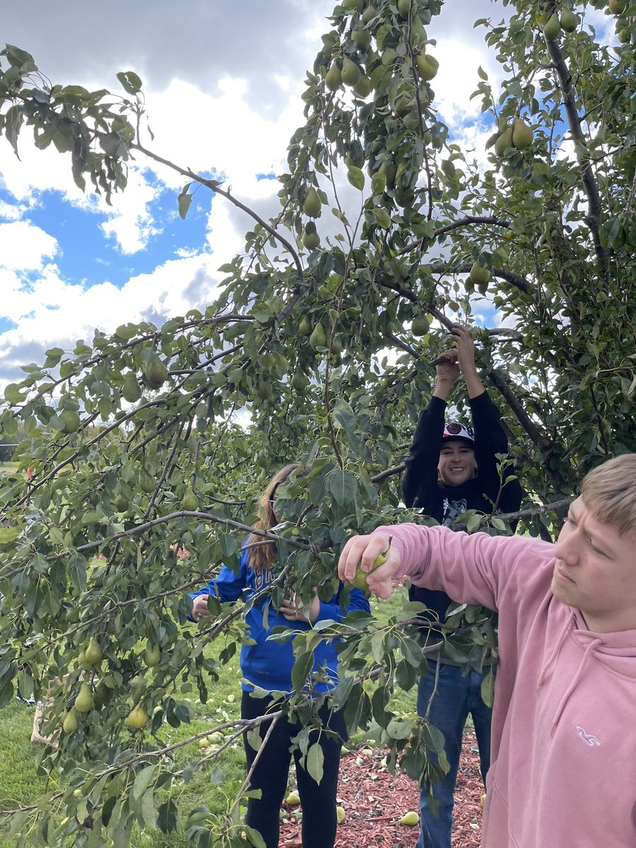 MrsZipperer's tweet photo. Today we went pear picking.  Next these students need to figure out what we are going to do with ALL these pears.  #reedsvillesd #farmtotable https://t.co/wWRjpHdQu3