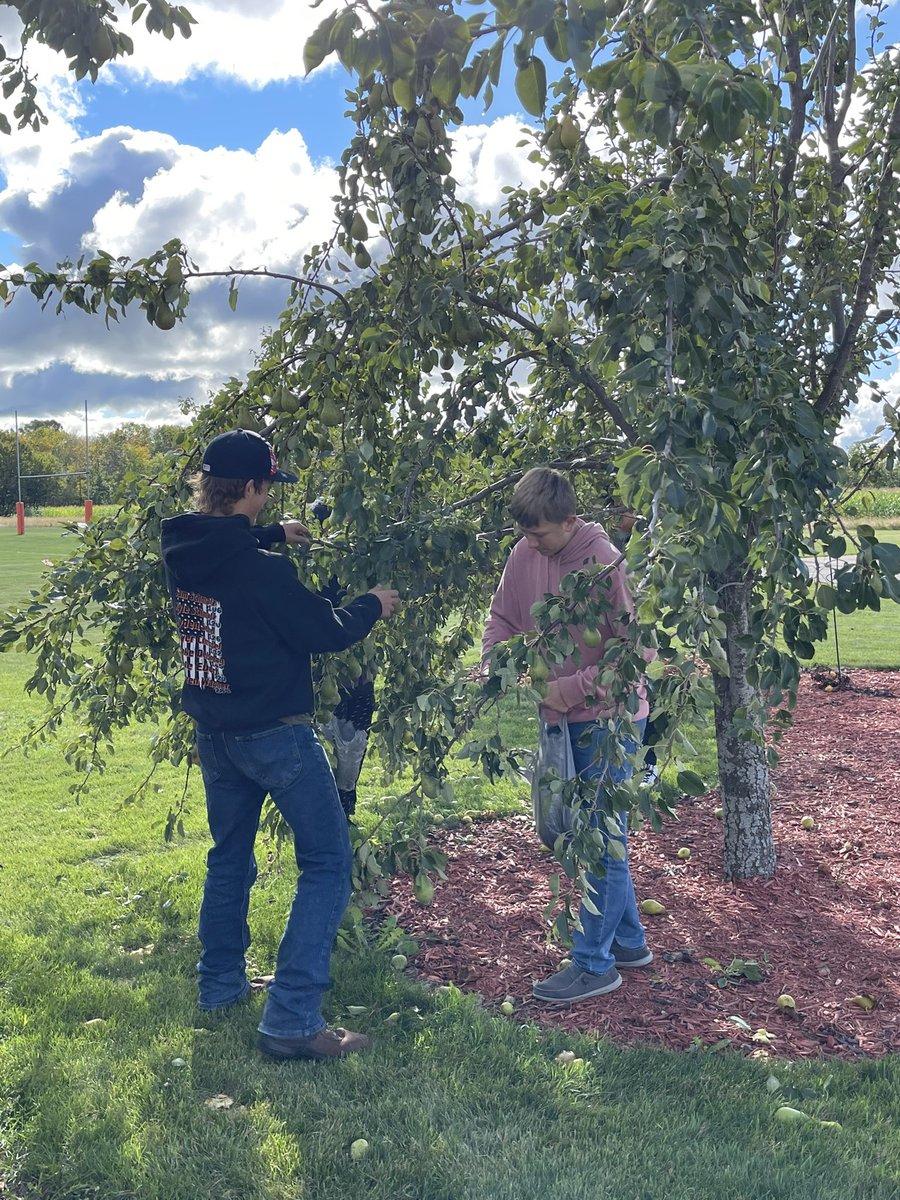 MrsZipperer's tweet photo. Today we went pear picking.  Next these students need to figure out what we are going to do with ALL these pears.  #reedsvillesd #farmtotable https://t.co/wWRjpHdQu3