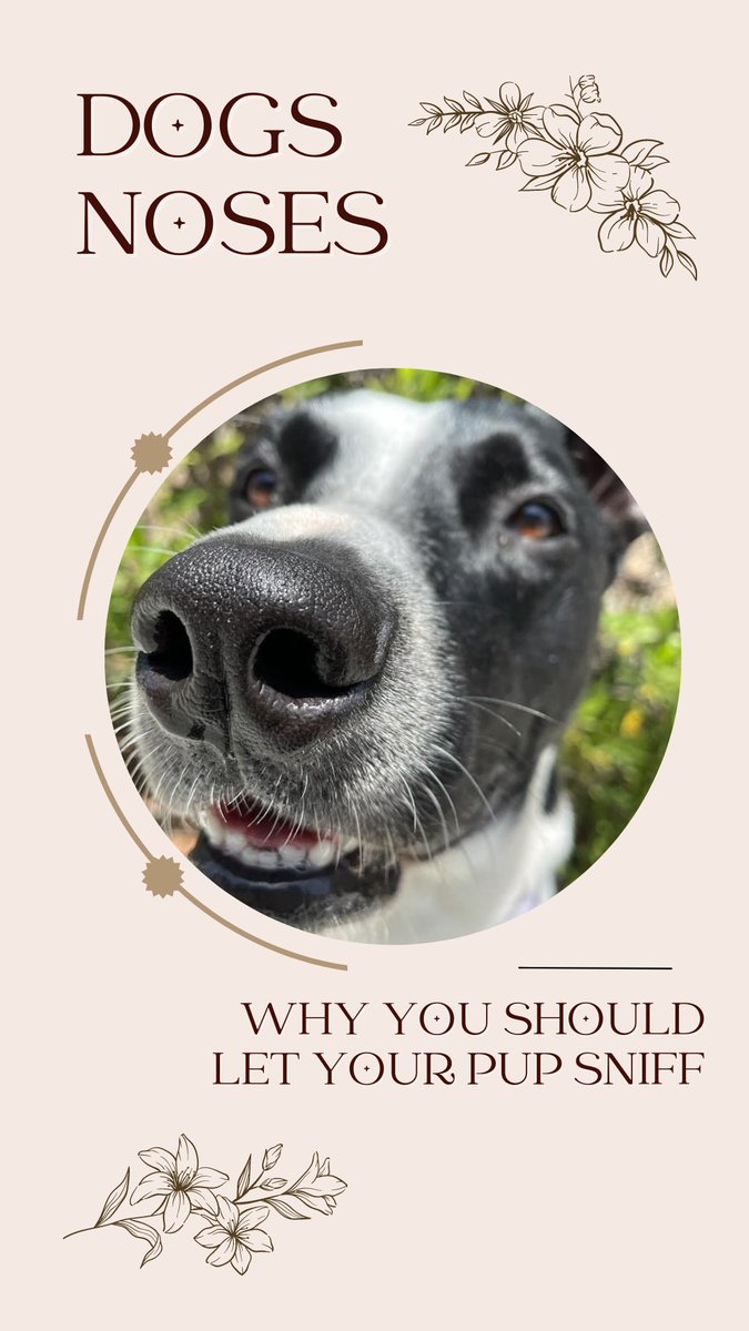FIDUSPET's tweet photo. It's #NationalDogWeek and we're talking about a dog's sense of smell! Check out our #INSTA for all the details #dogs #DogsAreFamily #learnaboutdogs https://t.co/zpE4erpILi