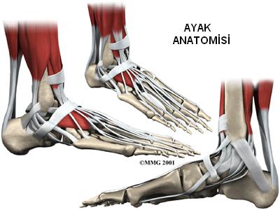 ayakkabimdlist's tweet photo. Ayağın Anatomik Yapısı Nedir?

https://t.co/fA9nH2jqoN https://t.co/o8qRsyKhdT