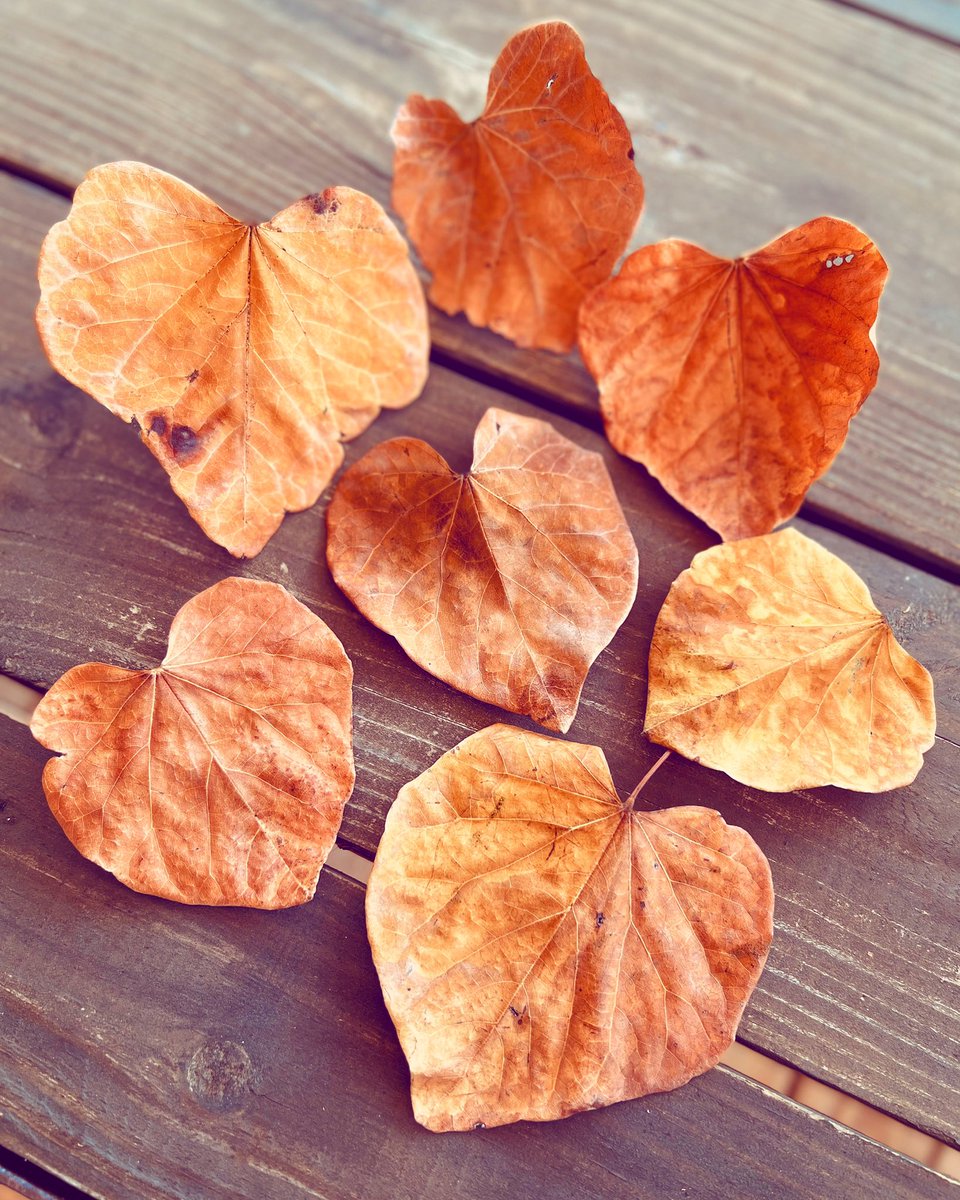 TarletonRevived's tweet image. Happy Fall from Revive Wellness. Come to the HIIT class today with Audrey at 12:15 or the Muscle and Mobility class today at 4:45 with Summer. Yes, Summer will be your teacher on the first day of Fall! #leavesarechanging #openheart #progressoverperfection #studentteacher