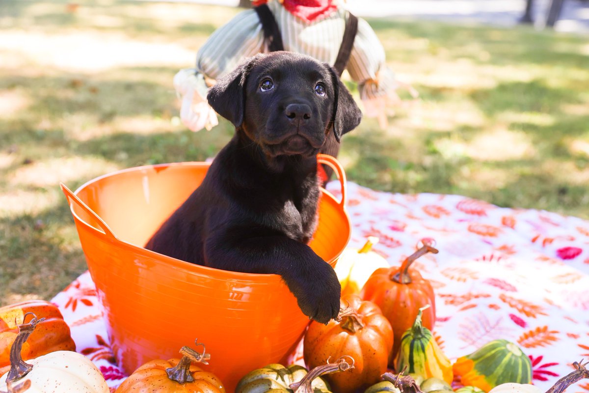 It's pawficially #Fall 🧡🍂 What are some of your favorite things about the fall season? Tweet us today! #FirstDayOfFall #NationalServiceDogMonth