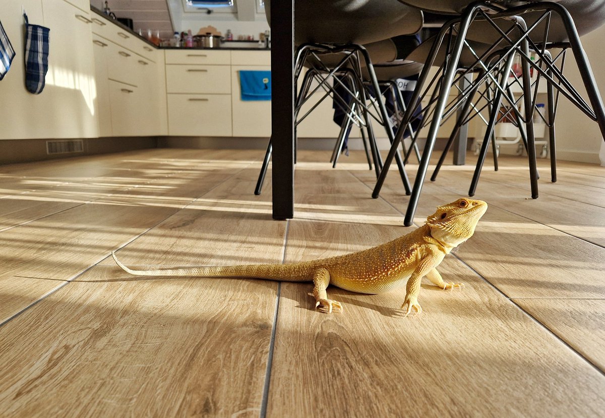 shurdriia's tweet photo. Der Drache hat Ausgang... 🥰🐉
#bartagame #beardeddragon https://t.co/bVkSQ8iDiM