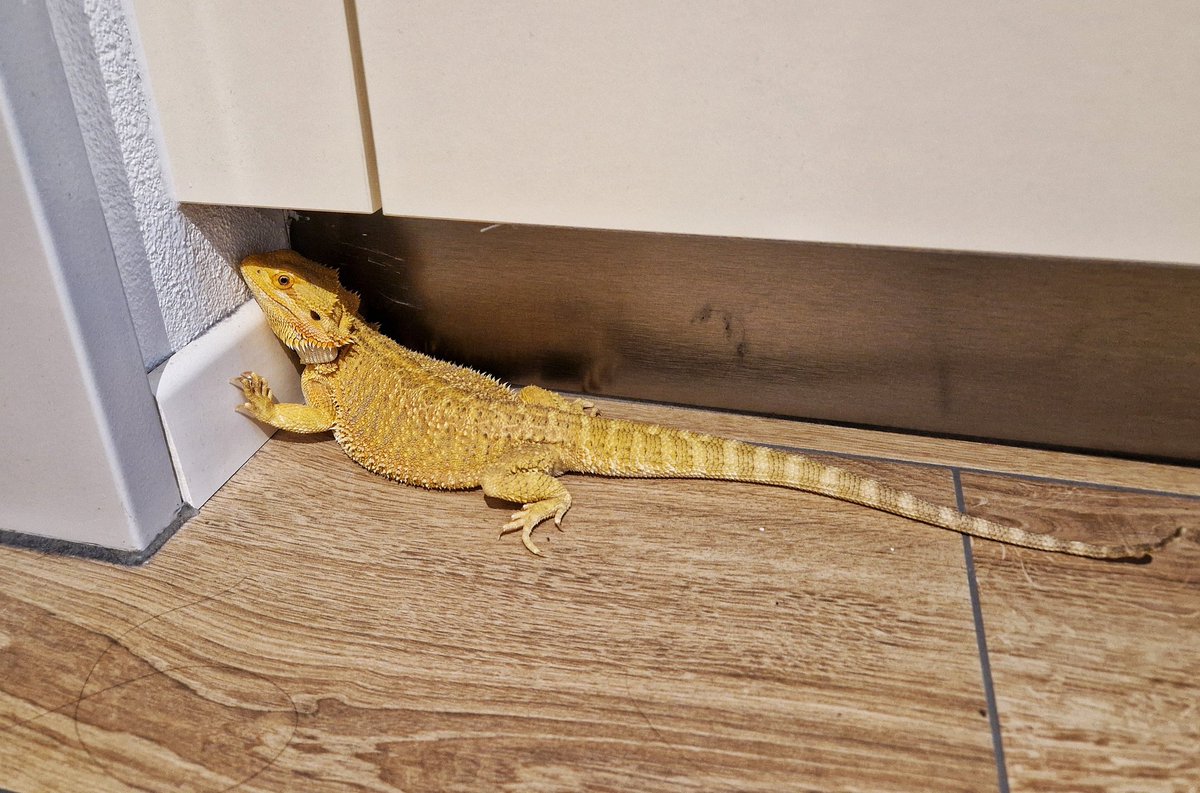 shurdriia's tweet photo. Der Drache hat Ausgang... 🥰🐉
#bartagame #beardeddragon https://t.co/bVkSQ8iDiM