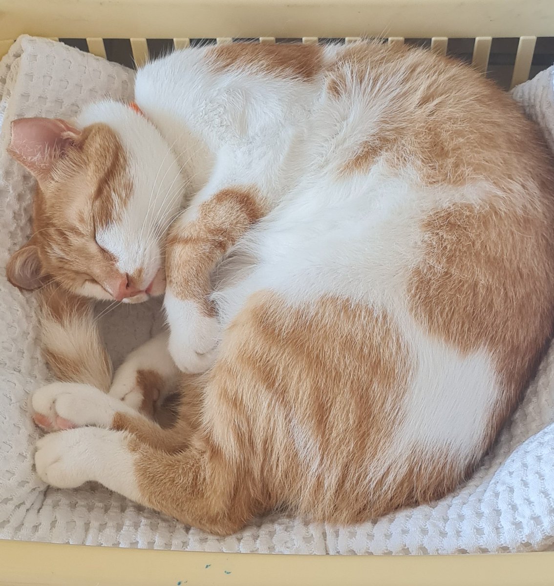 Şuyacıya kıvyılıp biyaz uyuyqyım. Diloş beyki yaş mamik alıy bize.