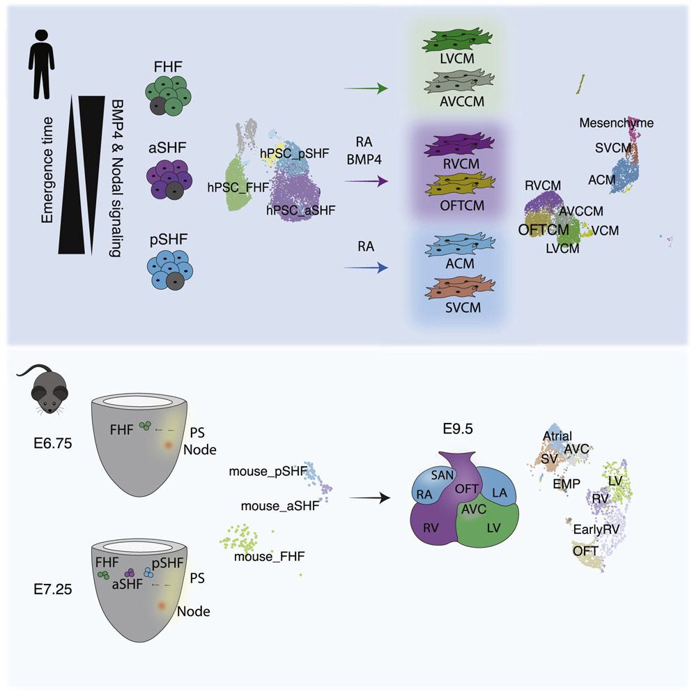 Stem Cell Podcast (@stemcellpodcast) on Twitter photo On this week's episode: A team at the <a href="/McEwenInstitute/">McEwen Stem Cell Institute</a> used #scRNAseq to model human heart field development. 🫀
📄 Read the <a href="/CellStemCell/">Cell Stem Cell</a> article: bit.ly/3BzyO31
Listen to the discussion: bit.ly/3SBBIeD On this week's episode: A team at the <a href="/McEwenInstitute/">McEwen Stem Cell Institute</a> used #scRNAseq to model human heart field development. 🫀
📄 Read the <a href="/CellStemCell/">Cell Stem Cell</a> article: bit.ly/3BzyO31
Listen to the discussion: bit.ly/3SBBIeD