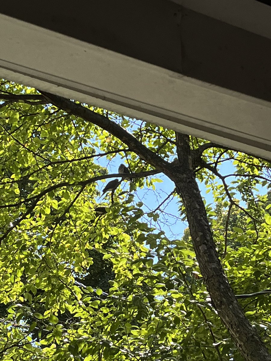 ytsemaddy's tweet photo. There’s a trio of mourning doves just chilling out in our crabapple tree. Meanwhile, a squirrel makes its helium-squeaky barks in the park https://t.co/LNOI5NoWbd