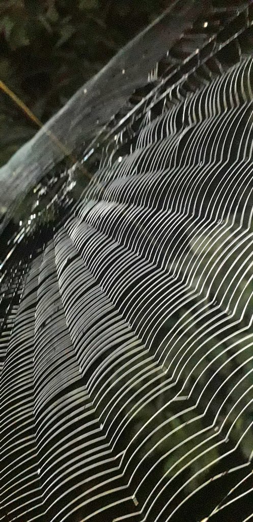 ashish_s_baghel's tweet photo. Knowing the Finest way of spider & functioning.
🕷🕸
#Spiderweb
#Mahuatree #महुआ
@moefcc @mptfs @mpecotourism https://t.co/htiQQ9SxEW