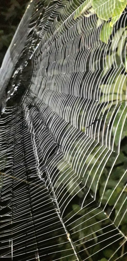 ashish_s_baghel's tweet photo. Knowing the Finest way of spider & functioning.
🕷🕸
#Spiderweb
#Mahuatree #महुआ
@moefcc @mptfs @mpecotourism https://t.co/htiQQ9SxEW