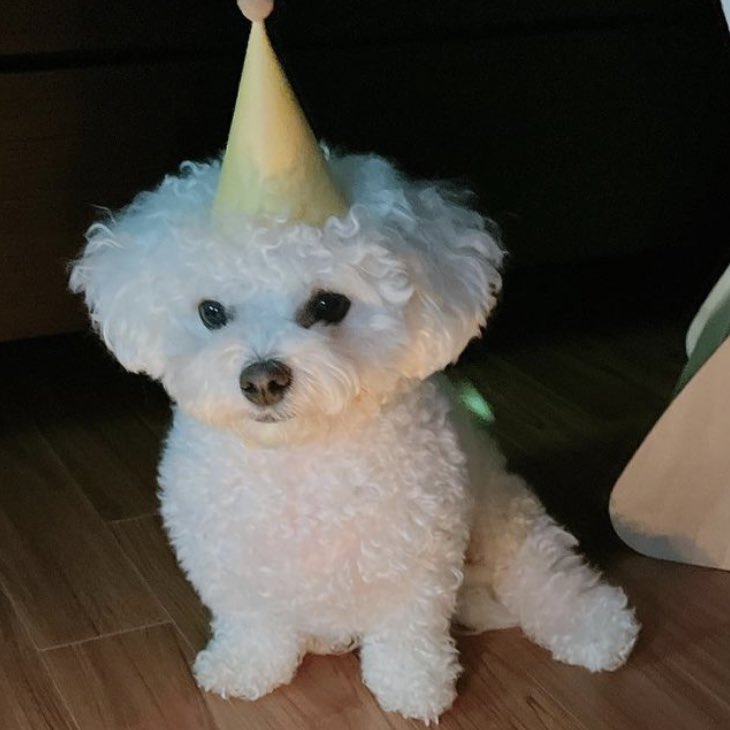 chenletonin's tweet photo. look at her... so round.. floofy https://t.co/HLRHjcUkOv
