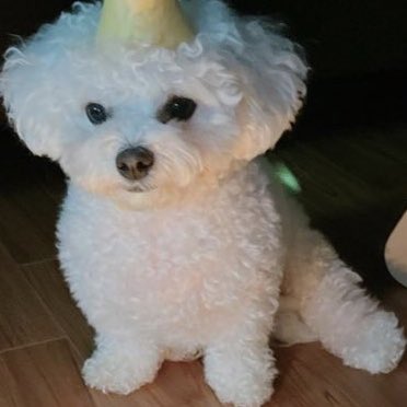 chenletonin's tweet photo. look at her... so round.. floofy https://t.co/HLRHjcUkOv