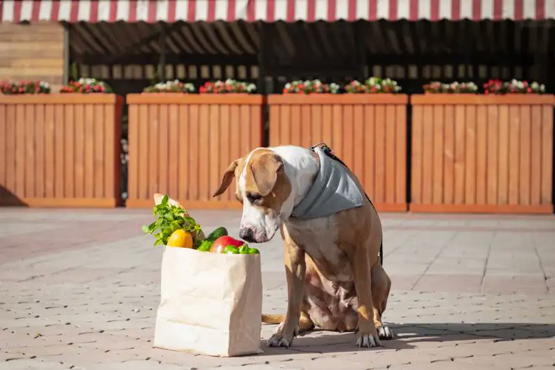 Signs your dog likes a food include wolfing it down, stealing it from cupboards and begging for more

Shutterstock/Aleksey Boyko