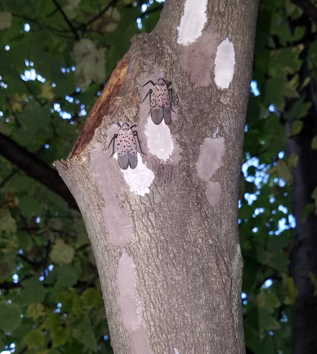HAPPENING NOW--The first #SpottedLanternfly egg masses of the season have been confirmed in Orange County, NY. Be on the lookout for masses in your area, and prepare to scrape them into resealable bags full of rubbing alcohol or hand sanitizer. nysipm.cornell.edu/environment/in…
