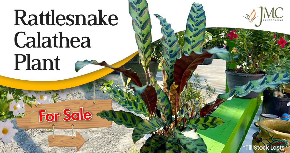 LandscapingJmc's tweet photo. SALE!! #Rattlesnake_Calathea is on SALE!!

The Rattlesnake Calathea #plant has unique markings on its leaves, resembling the markings on a rattlesnake’s tail. #Greenleaves &amp; darker green stripes offer an #eye_catching purple underside making this plant #beautiful
Till Stock Lasts https://t.co/NGHqOJVf85
